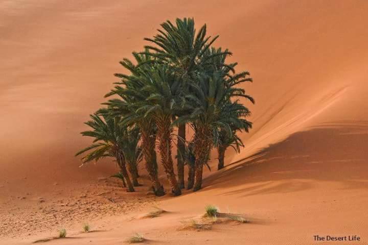 Bivouac Camel Trips Hotel Merzouga Eksteriør billede